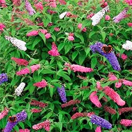 Buddleia davidii Tricolor